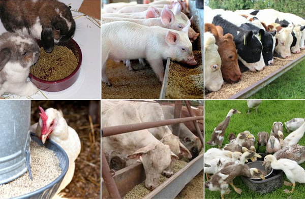 小型鵝飼料顆粒機可以壓制各種動(dòng)物飼料