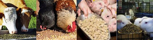 家畜正在吃使用小型雞兔顆粒飼料機壓制出來(lái)的顆粒飼料
